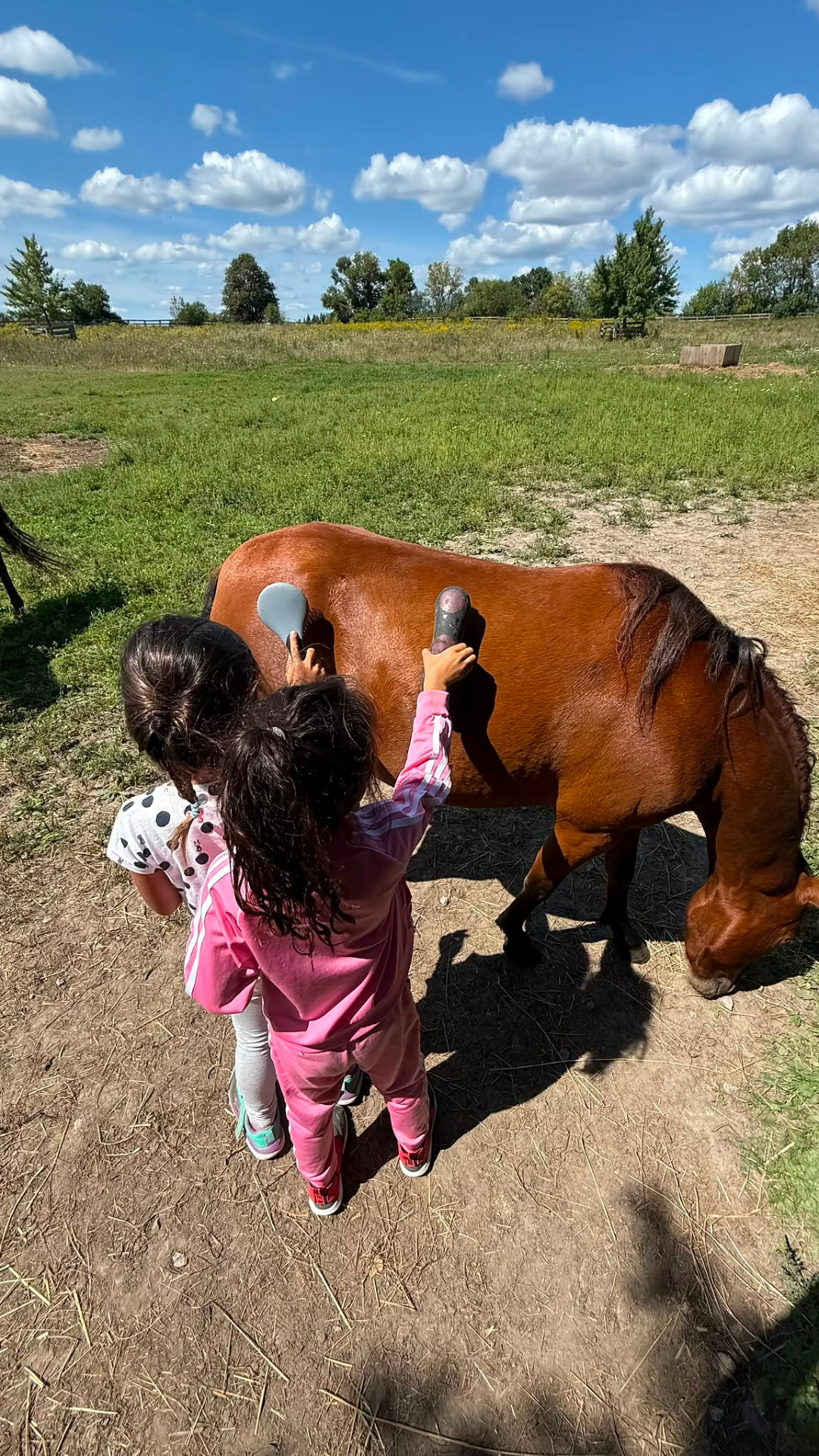 Children brushing a horse at the farm